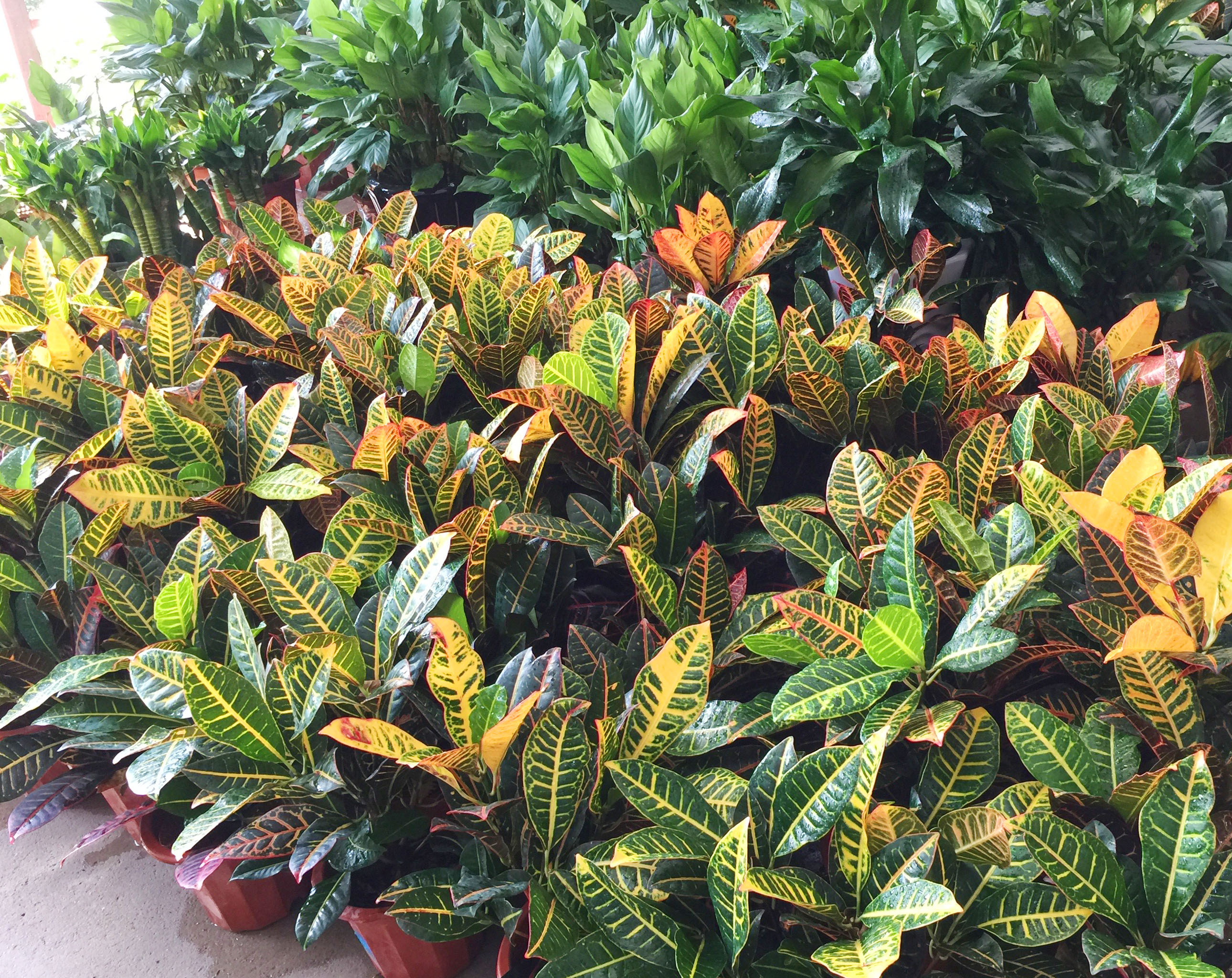 中型绿植植物-变叶木的养