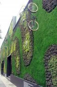 【植物墙】带你回归自然