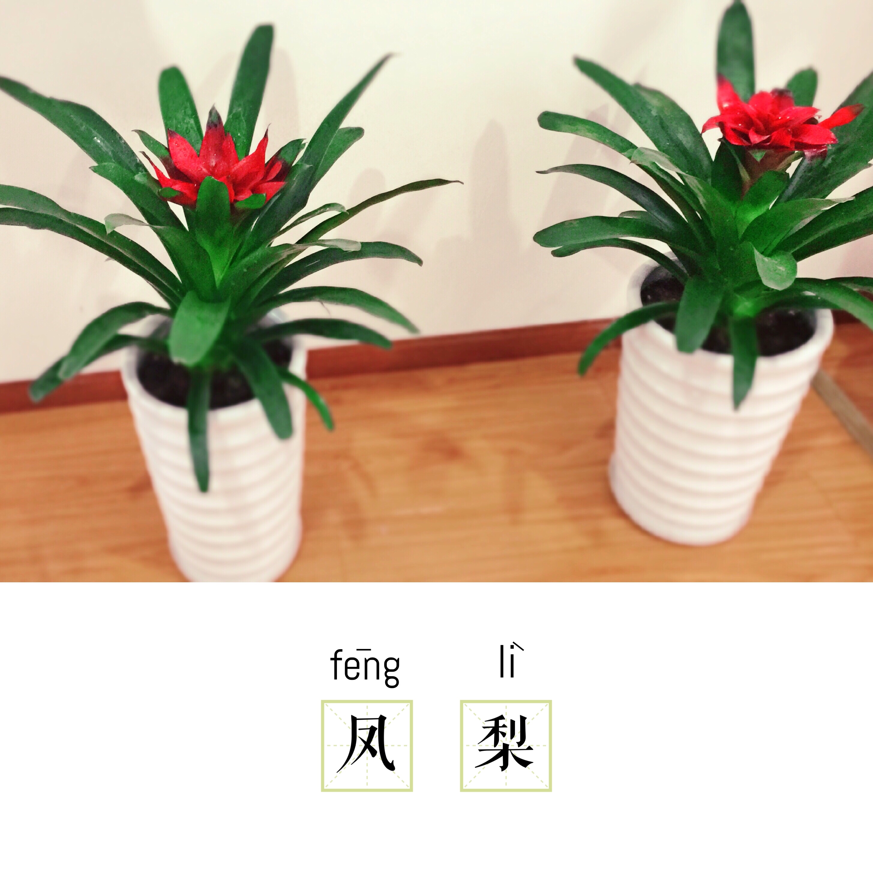 凤梨的养护知识