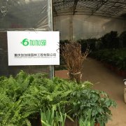 加加绿的苗圃