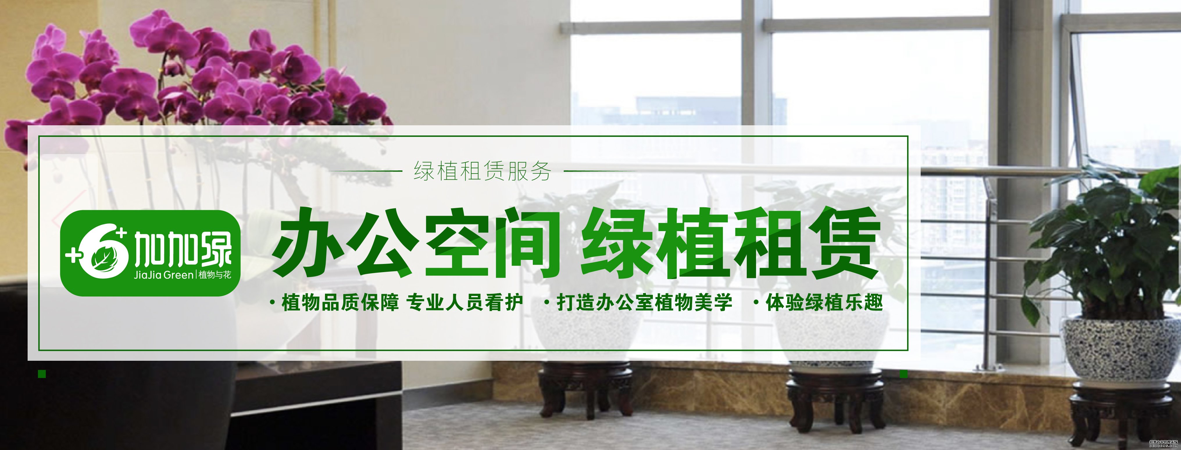 办公空间 绿植租赁