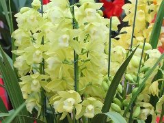 加加绿为您介绍养花知识