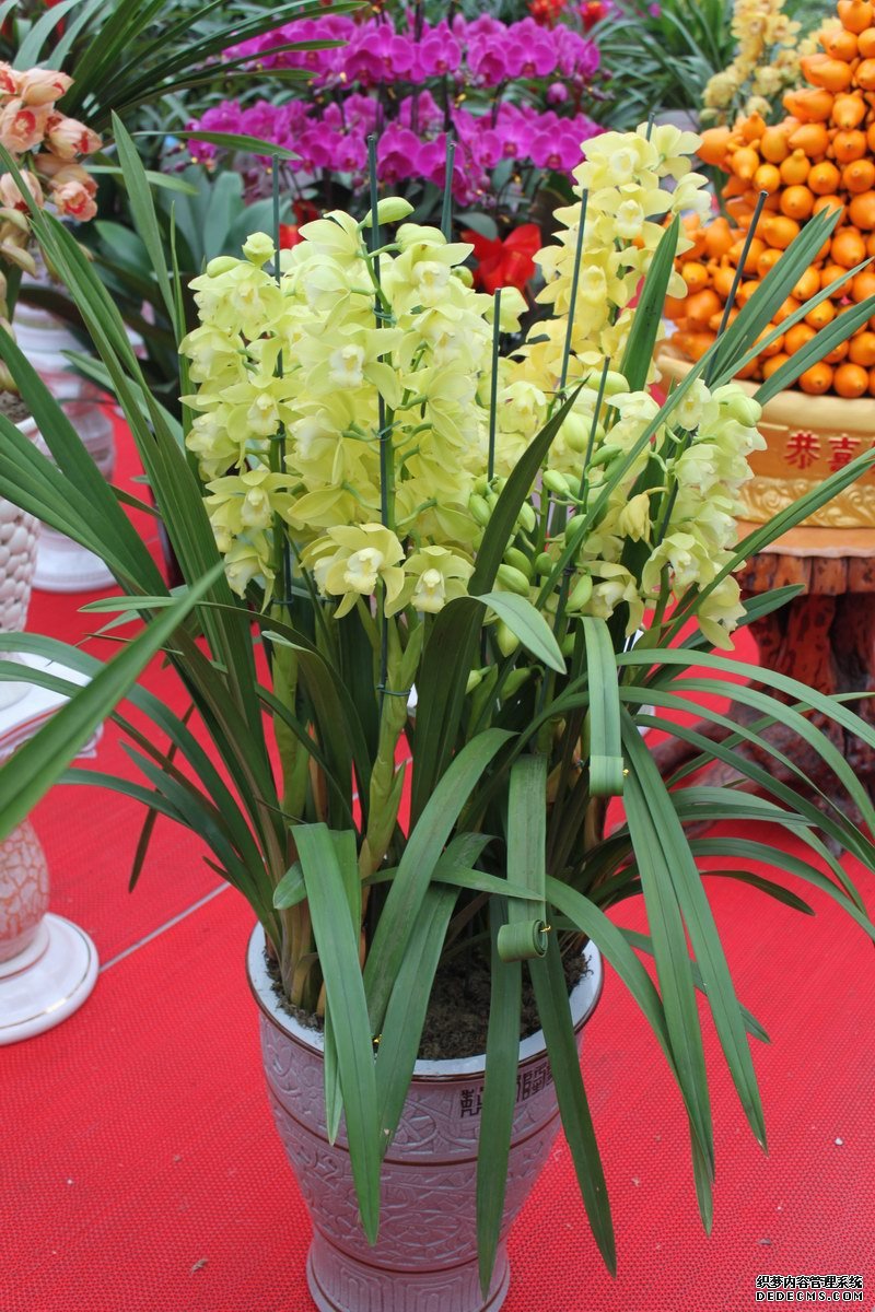 绿植花卉养护知识
