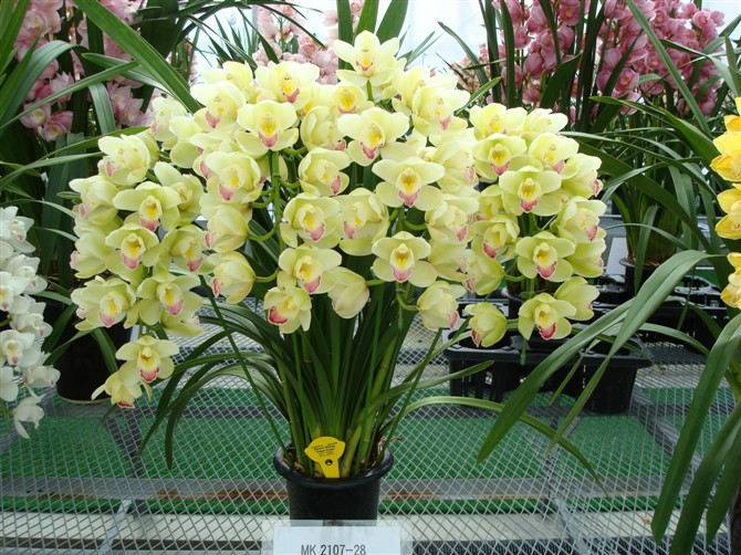 正确选用花草绿植可有效去除污染