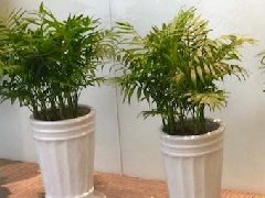 疫情期室内植物租摆如何过渡